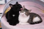 Zeer Lieve kittens 6.5 mnd m/v gesteril/gechip/ingeent, Meerdere dieren, Kortharig, 0 tot 2 jaar