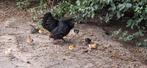 Kippen kuikens met of zonder hen mogelijk  ook nog 1 kwaker, Dieren en Toebehoren, Meerdere dieren, Kip