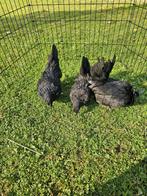 Chabo zwartkop kippen te koop., Dieren en Toebehoren, Pluimvee, Meerdere dieren, Kip