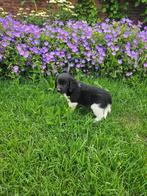 Super sociale friese stabij pups mogen gelijk mee, 2 reutjes, CDV (hondenziekte), 8 tot 15 weken, Meerdere, Nederland