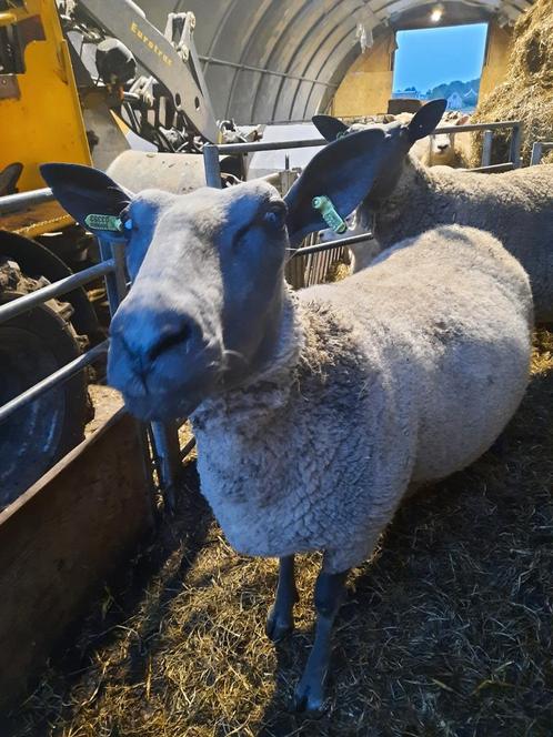 2 bleu du maine ooien. 3 jaar., Dieren en Toebehoren, Schapen, Geiten en Varkens