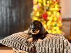Laatste kaninchen/dwerg ruwharige teckelpup, Dieren en Toebehoren, Kaninchen, CDV (hondenziekte), 8 tot 15 weken, Korthaar