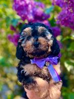 EXCUSIEF 🐕‍🦺❤️🐾Phantom Toy Poedel pup MINI, Dieren en Toebehoren, Honden | Chihuahua's en Gezelschapshonden, Poedel, CDV (hondenziekte)