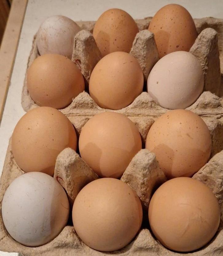 Broedeieren Brahma krul groothoender. De allerlaatste eieren, Dieren en Toebehoren, Pluimvee, Kip, Geslacht onbekend