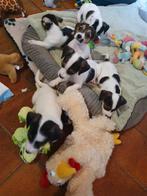 Super mooi, gezonde JACK RUSSEL pups aanhankelijk vriendelij, Dieren en Toebehoren, Honden | Jack Russells en Terriërs, Jack Russell Terriër