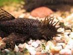 Ancistrus borstelneus verschillende maten, Dieren en Toebehoren, Vis