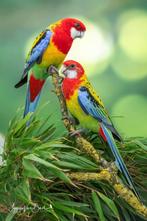 1-1 zuiver wildkleur pracht- of goudmantel rosella’s EK 25, Dieren en Toebehoren, Meerdere dieren, Parkiet, Geringd