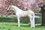 Aller beste leermeester Z2 dressuur D pony!, ZZ, 11 jaar of ouder, Merrie, Gechipt