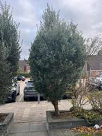 2 Olijfbomen 3m hoogte, Tuin en Terras, Planten | Bomen, Ophalen, Volle zon, Olijfboom, 250 tot 400 cm