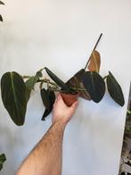 Philodendron Melanochrysum, Ophalen of Verzenden, Overige soorten, Minder dan 100 cm