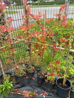 Photinia red robin boompjes 140/160 cm