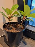 Vetplantjes Euphorbia Leuconeura, Huis en Inrichting, Kamerplanten, Minder dan 100 cm, Halfschaduw, Ophalen, Groene kamerplant