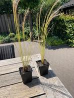 Stipa ponytail (Vedergras)in P9 pot, Ophalen, Zomer, Vaste plant, Volle zon
