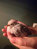 Serama kriel kuikens, Dieren en Toebehoren, Pluimvee, Geslacht onbekend, Kip