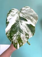Prachtige Monstera Albo Variegata Stek / wit marble mint, Huis en Inrichting, Kamerplanten, Ophalen, Overige soorten, Minder dan 100 cm