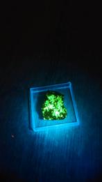 Uranocircite Smrkovec Tsjechië (uranium), Ophalen of Verzenden