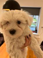 Maltezer pups, Dieren en Toebehoren, Maltezer, CDV (hondenziekte), 8 tot 15 weken, Meerdere