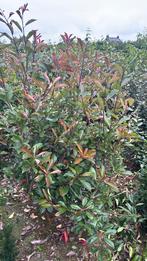 Glansmispel photinia red robin in soorten tot 200 cm hoog, Ophalen, Laurier