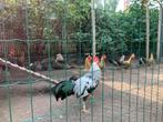 Leghorn, Dieren en Toebehoren, Pluimvee, Meerdere dieren, Kip