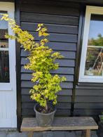 Acer palmatum ‘Gekkoh Nishiki’ – Zeldzame Japanse esdoorn, Ophalen, Overige soorten