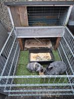 Konijnen en hok te koopmet alle toebehoren