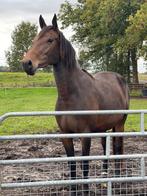 Te koop fokmerrie Dominator 2000 Z x Kasmir van Schuttershof, Dieren en Toebehoren, Merrie