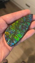 Zeldzaam groot stuk ammoliet uit de bearpaw formatie canada., Verzamelen, Mineralen en Fossielen, Ophalen of Verzenden, Fossiel