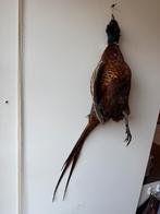 Opgezette fazant voor in keuken, brocant., Ophalen of Verzenden