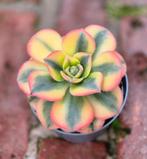 Aeonium Floresens p 6,5, Huis en Inrichting, Ophalen of Verzenden, Overige soorten, Minder dan 100 cm