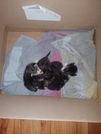 Kittens te koop, Dieren en Toebehoren, Katten en Kittens | Overige Katten