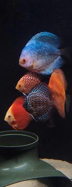 Discus vissen 5 stuks 1mega grote  inclusief afzet, Vis