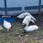 Loopeendenkuikens, Dieren en Toebehoren, Pluimvee, Meerdere dieren, Eend