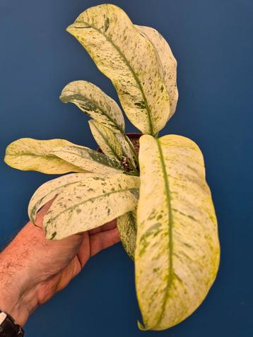 Epipremnum Gigantheum Variegata p12 (7) beschikbaar voor biedingen