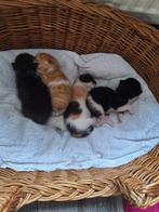 Kittens, Dieren en Toebehoren, Katten en Kittens | Overige Katten, Meerdere dieren, Kortharig, 0 tot 2 jaar