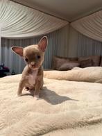 Chihuahua pups, Dieren en Toebehoren, Honden | Chihuahua's en Gezelschapshonden, CDV (hondenziekte), 8 tot 15 weken, Meerdere