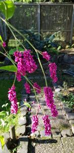 Zaden Persicaria Oriëntalis. Plant wordt 2 - 2,5 mtr. hoog., Ophalen of Verzenden, Volle zon, Zaad
