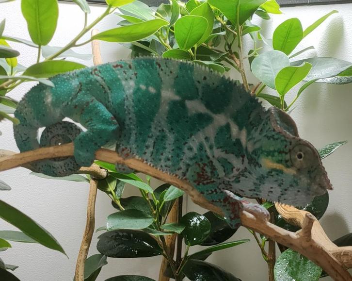 Furcifer pardalis nosy faly man