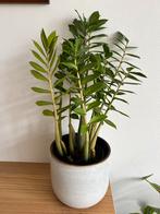 Zamioculcas plant inclusief pot, Ophalen, Halfschaduw, Minder dan 100 cm