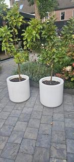 Elho cilinder wheels, Tuin en Terras, Bloembakken en Plantenbakken, Ophalen, Gebruikt, Rond, Kunststof