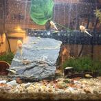 Baby Pleco’s L144, Vis