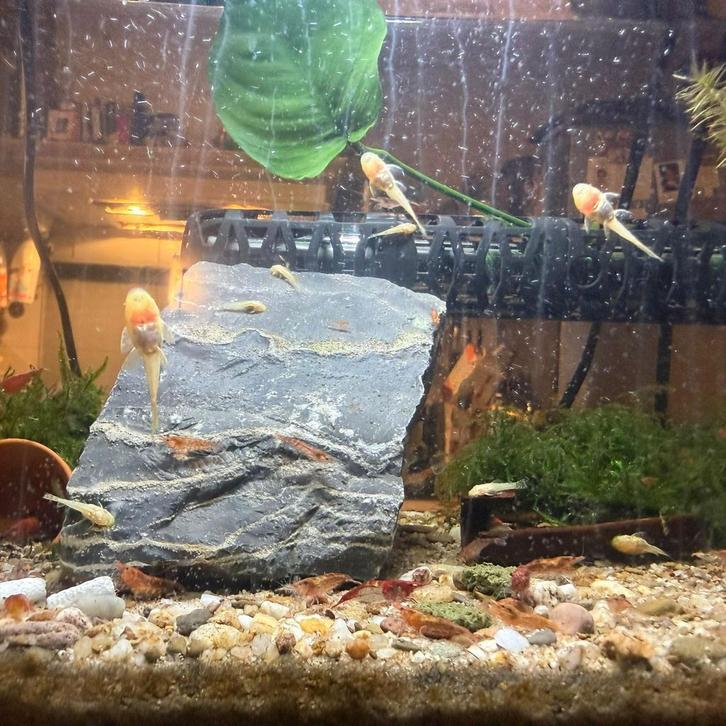 Baby Pleco’s L144, Dieren en Toebehoren, Vissen | Aquariumvissen, Vis