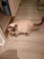 Kittens zuivere Ragdoll blue point, Dieren en Toebehoren, Ontwormd