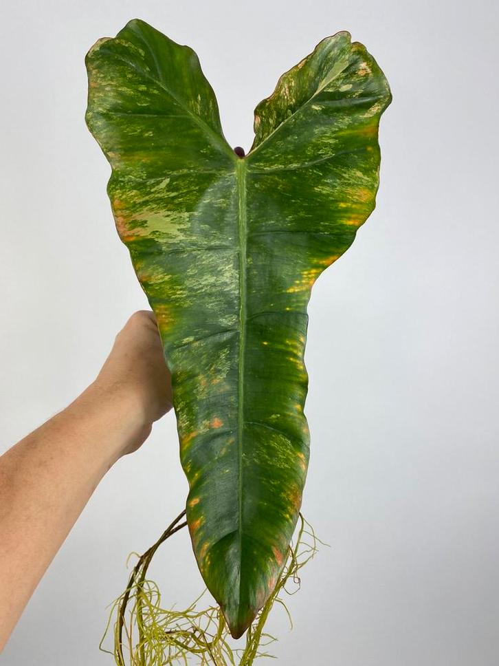 Philodendron Florida Beauty X Billietiae Variegata Stek, Huis en Inrichting, Kamerplanten, Minder dan 100 cm, Halfschaduw, Ophalen of Verzenden