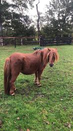 Shetland pony’s merries met stamboek ZEER BRAAF, Dieren en Toebehoren, Pony's, Merrie, Niet van toepassing, A pony (tot 1.17m)