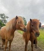 Betrouwbare verzorgster gezocht (16+) voor 2 Shetlander’s, Dieren en Toebehoren