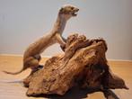 Taxidermie, opgezette wezel, Ophalen of Verzenden, Zo goed als nieuw, Wild dier, Opgezet dier