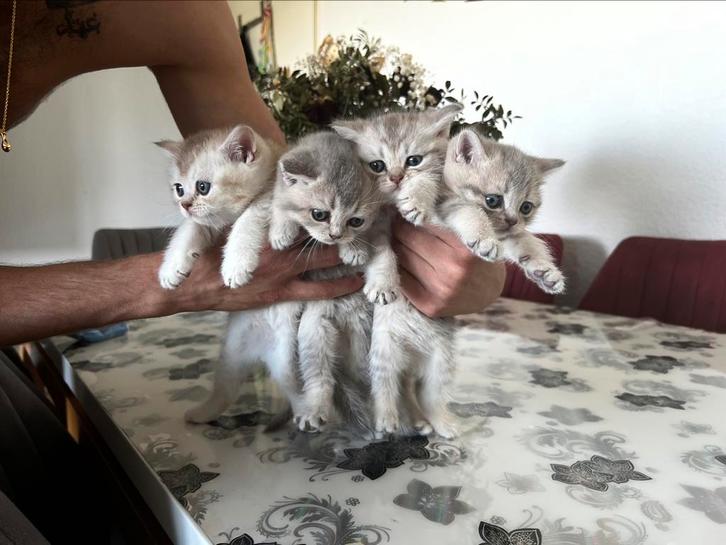 Brutes northward kittend te koop, Dieren en Toebehoren, Katten en Kittens | Raskatten | Korthaar, Kater, Ontwormd