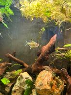 Lemon tetra, Dieren en Toebehoren, Vissen | Aquariumvissen, Vis