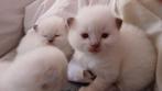 Ragdoll kittens, Meerdere dieren, Gechipt, 0 tot 2 jaar