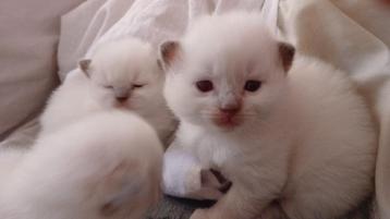 Ragdoll kittens beschikbaar voor biedingen